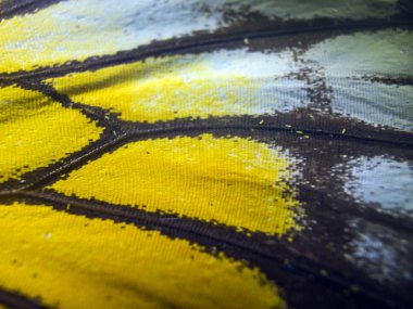 makro bir kelebek kanat