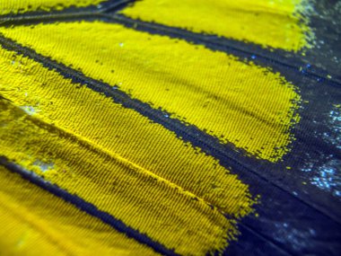 makro bir kelebek kanat