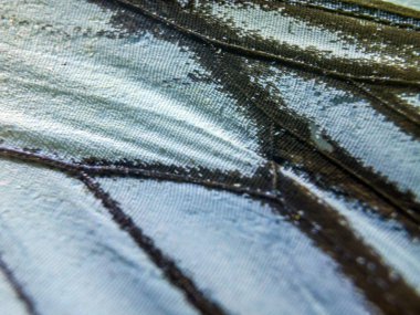 makro bir kelebek kanat