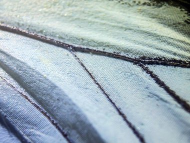 makro bir kelebek kanat