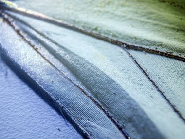 makro bir kelebek kanat