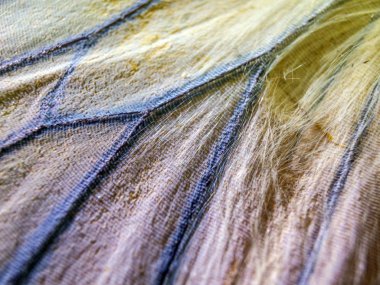 makro bir kelebek kanat