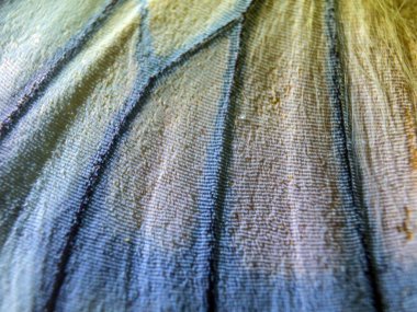 makro bir kelebek kanat