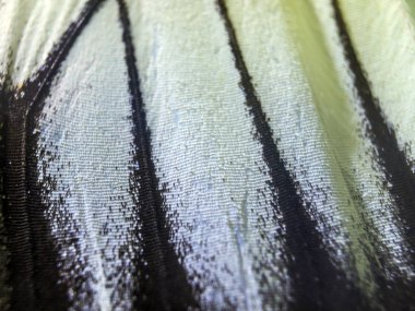 makro bir kelebek kanat