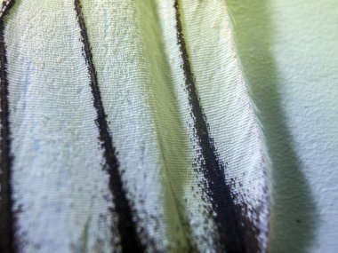 makro bir kelebek kanat