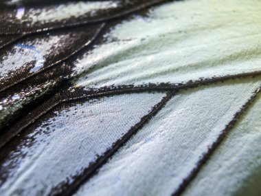 makro bir kelebek kanat