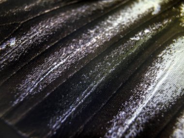 makro bir kelebek kanat