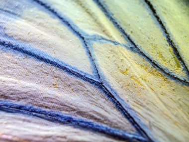 makro bir kelebek kanat