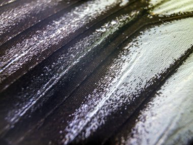 makro bir kelebek kanat