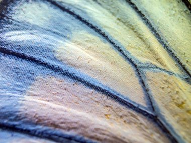 makro bir kelebek kanat