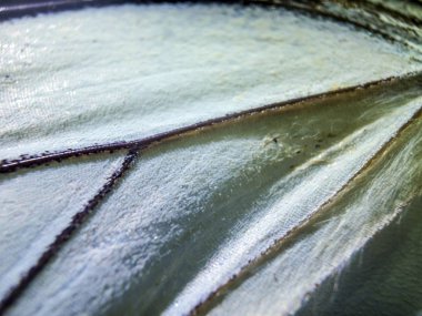 makro bir kelebek kanat