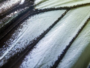 makro bir kelebek kanat