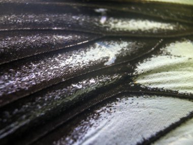 makro bir kelebek kanat