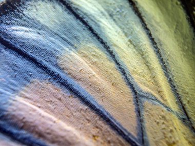 makro bir kelebek kanat