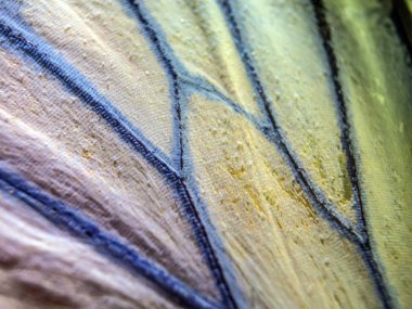 makro bir kelebek kanat