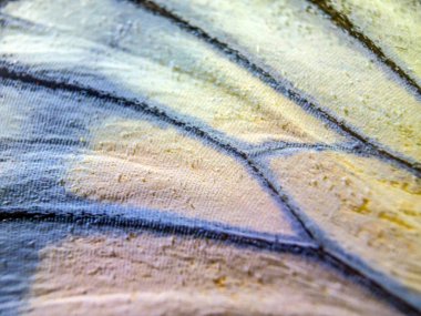 makro bir kelebek kanat