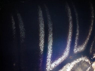 makro bir kelebek kanat