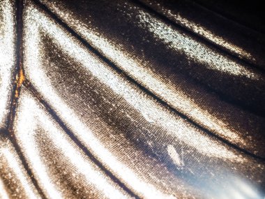 makro bir kelebek kanat