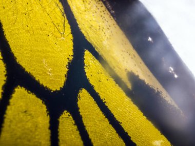 makro bir kelebek kanat