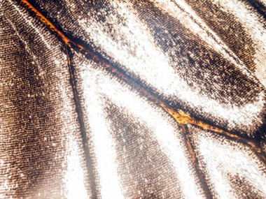 makro bir kelebek kanat