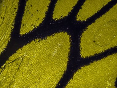 makro bir kelebek kanat