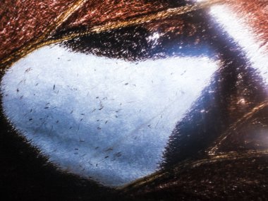 makro bir kelebek kanat