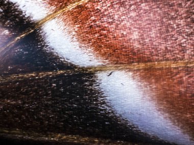 makro bir kelebek kanat