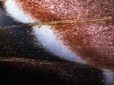 makro bir kelebek kanat