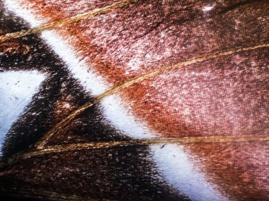 makro bir kelebek kanat