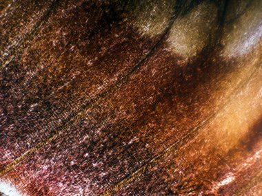 makro bir kelebek kanat