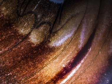 makro bir kelebek kanat