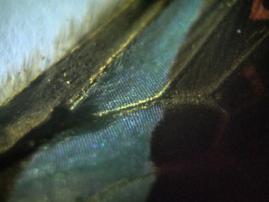 makro bir kelebek kanat