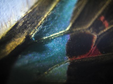 makro bir kelebek kanat