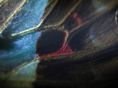 makro bir kelebek kanat