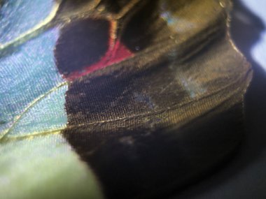 makro bir kelebek kanat