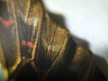 makro bir kelebek kanat