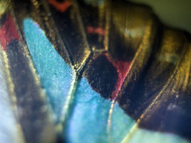 makro bir kelebek kanat