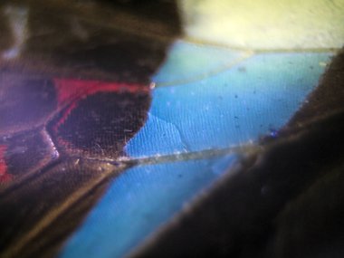 makro bir kelebek kanat