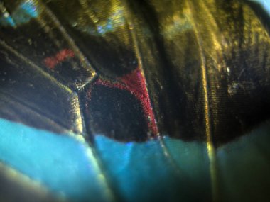 makro bir kelebek kanat