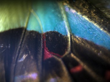 makro bir kelebek kanat