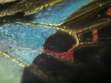 makro bir kelebek kanat