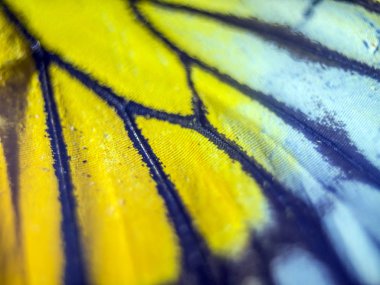 makro bir kelebek kanat