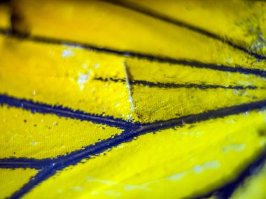 makro bir kelebek kanat