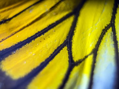 makro bir kelebek kanat