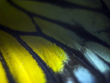 makro bir kelebek kanat