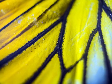 makro bir kelebek kanat