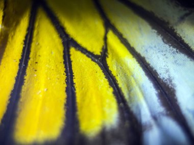 makro bir kelebek kanat