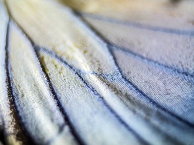 makro bir kelebek kanat