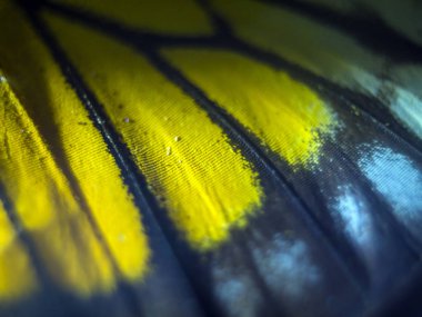 makro bir kelebek kanat