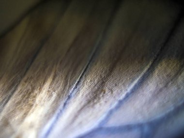 makro bir kelebek kanat